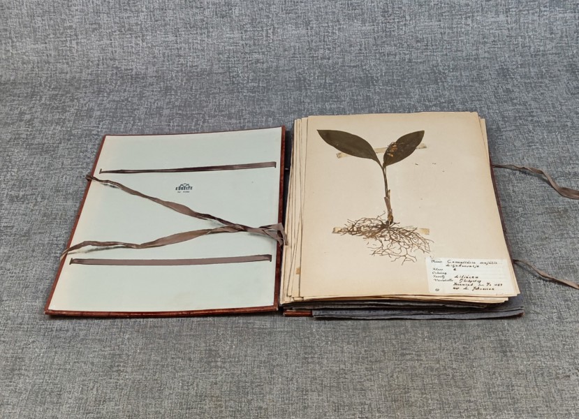 Herbarium. 1959.