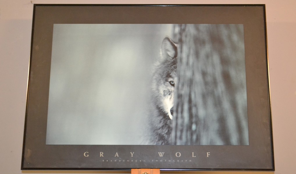 Affisch. "Graw Wolf", Gallerix.