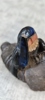 34692i_8dcb2f93daa8809_sm.jpeg