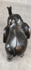 41065e_sm.jpeg