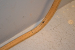 41555g_8dd97a08a3136fc_sm.jpeg