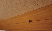41974p_8dda433a7b54d07_sm.jpeg