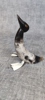 44534i_8dddbf9853c06d1_sm.jpeg