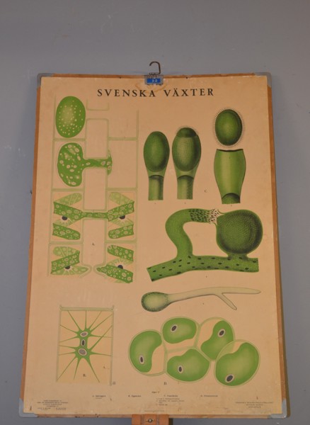 Skolplansch. "Svenska Växter", Nordiska skolmaterielförlaget Gunnar Saietz Stockholm.