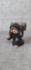 44582f_sm.jpeg