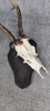 45166j_8dde9389a410986_sm.jpeg