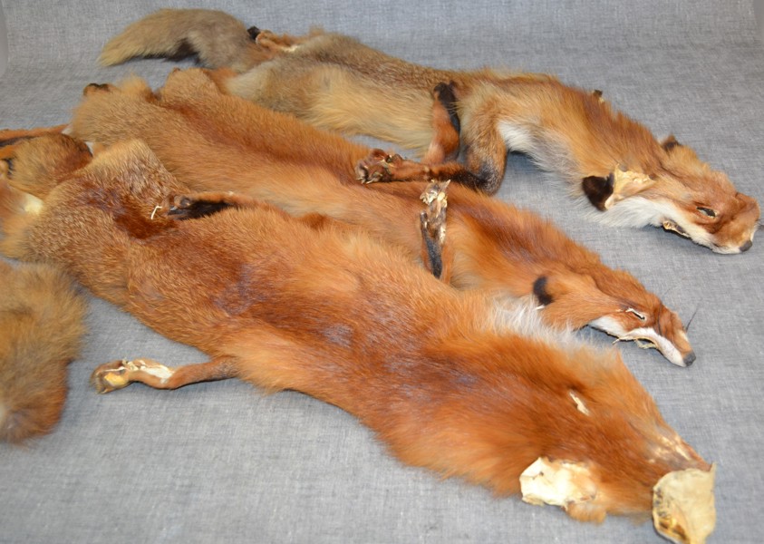 3 Rävskinn & 2 rävsvansar.