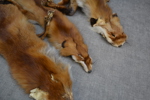 3 Rävskinn & 2 rävsvansar.
