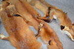 3 Rävskinn & 2 rävsvansar.