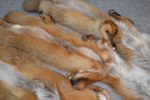 3 Rävskinn & 2 rävsvansar.