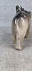 Figurin. Elefant, Porslin, troligtvis Tyskland.