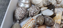 Diverse snäckor.