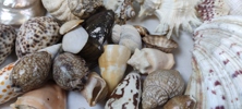 Diverse snäckor.