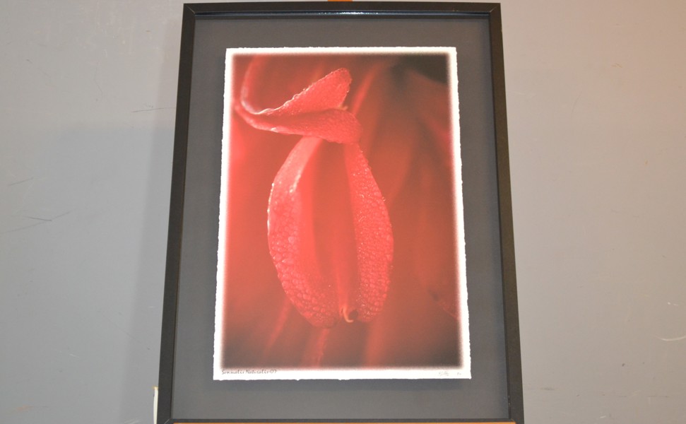 LASSE AHLIN. Fototavla, "Sensualis Naturalis -07", signerad & numrerad 7/50,