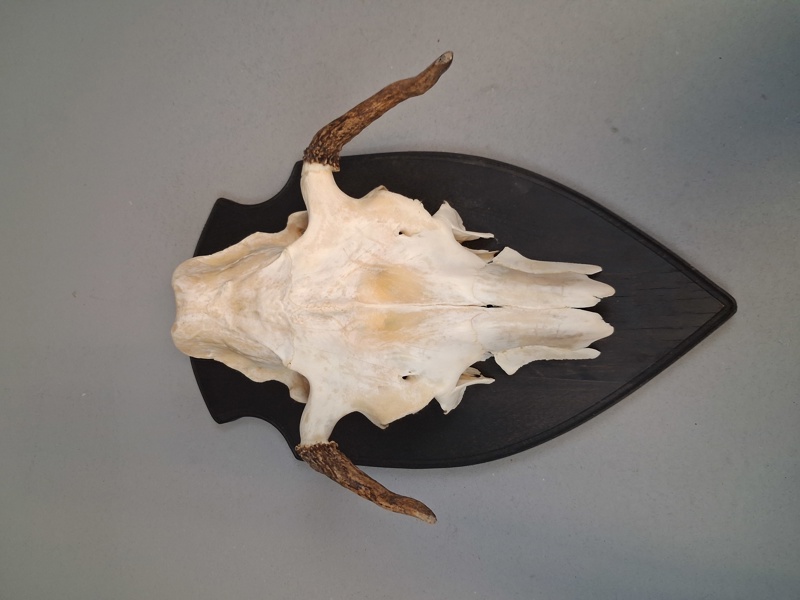 Horn.