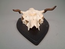 Horn.