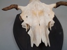 Horn.