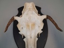 Horn.