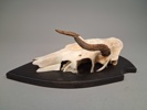 Horn.