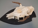 Horn.