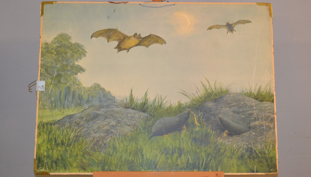 Skolplansch. "Fladdermöss", Nils Tirén, 1932.