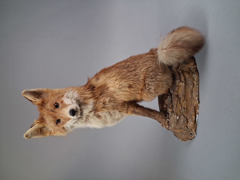 TAXIDERMI. Räv.