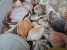 Diverse snäckor.