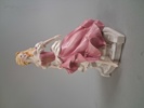 FIGURIN. Porslin, "Cinderella", Gerda Neubacher, Franklin Mint. 1988.