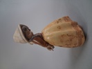 Figurin. Lladro. Flicka.
