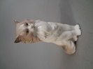 Figurin katt. Nao by Lladro.