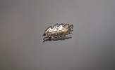 Smycken. Silver, 19,5gram, syratestat.