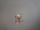 Smycken. Silver, 19,5gram, syratestat.
