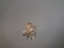 Smycken. Silver, 19,5gram, syratestat.