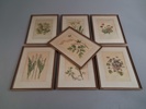 7 Tryck. Botaniska illustrationer.