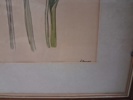 7 Tryck. Botaniska illustrationer.