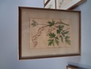 7 Tryck. Botaniska illustrationer.