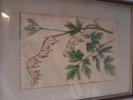 7 Tryck. Botaniska illustrationer.