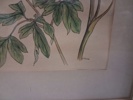7 Tryck. Botaniska illustrationer.