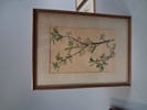 7 Tryck. Botaniska illustrationer.