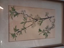 7 Tryck. Botaniska illustrationer.