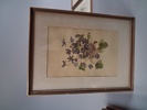 7 Tryck. Botaniska illustrationer.