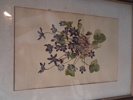 7 Tryck. Botaniska illustrationer.