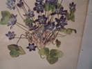 7 Tryck. Botaniska illustrationer.