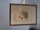 7 Tryck. Botaniska illustrationer.