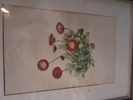 7 Tryck. Botaniska illustrationer.