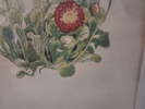 7 Tryck. Botaniska illustrationer.