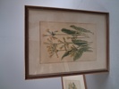 7 Tryck. Botaniska illustrationer.