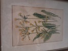 7 Tryck. Botaniska illustrationer.