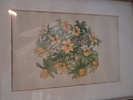 7 Tryck. Botaniska illustrationer.
