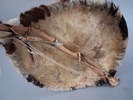 Afrikanskt. Sköld, pilbåge m.m.
